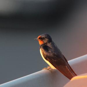 Barn Swallow