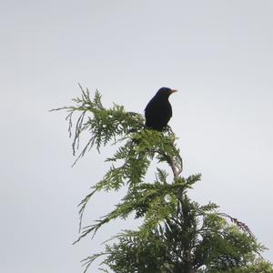 Eurasian Blackbird