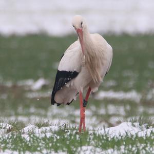 White Stork