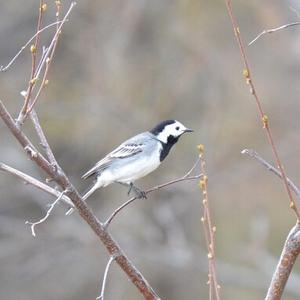 White Wagtail