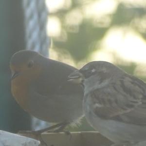 European Robin