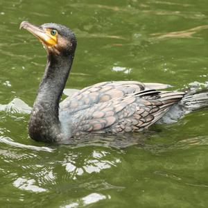 Great Cormorant