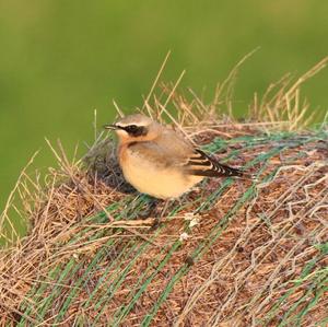 Northern Wheatear