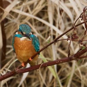 Eisvogel