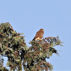 Common Kestrel