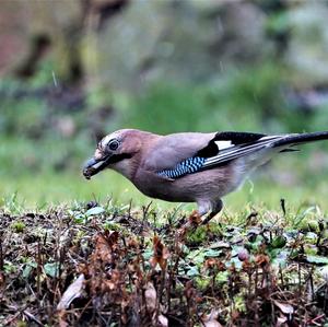 Eurasian Jay