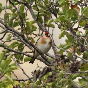 European Goldfinch