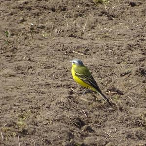 Yellow Wagtail