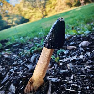 Stinkhorn, Common