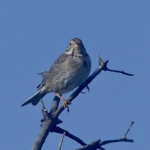 Corn Bunting