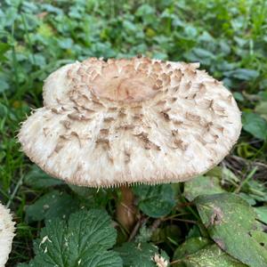 Garden Parasol