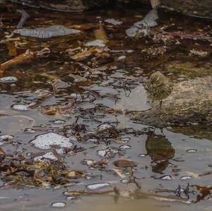 Rock Pipit