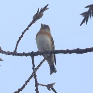 Brambling