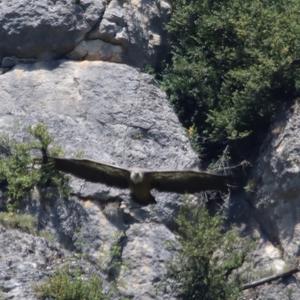 Griffon Vulture