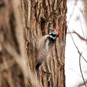 Lesser Spotted Woodpecker