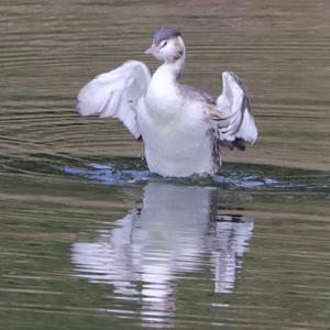 Great Crested Grebe