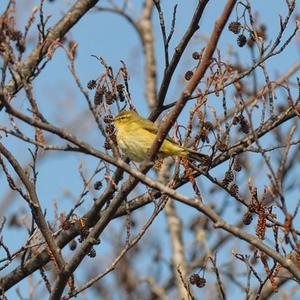 Common Chiffchaff