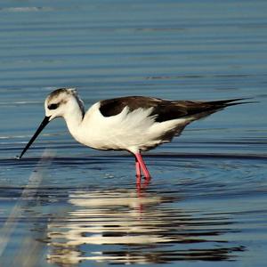 Black-winged Stilt