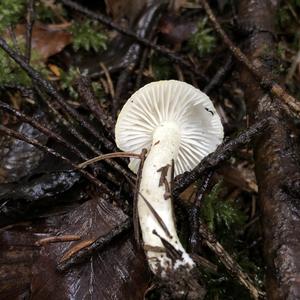 Meadow Clitocybe