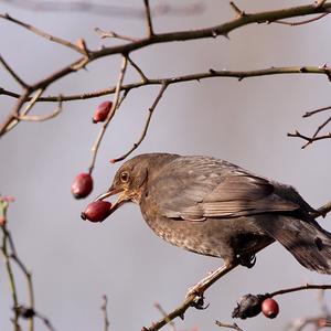 Amsel