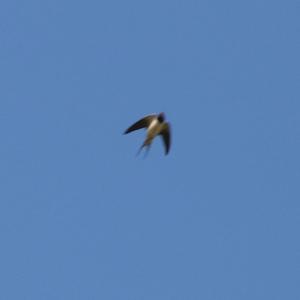 Barn Swallow