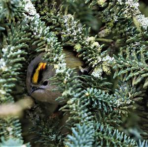 Wintergoldhähnchen