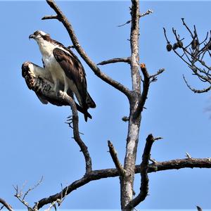 Osprey