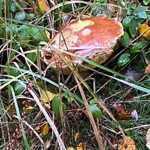 Summer Bolete