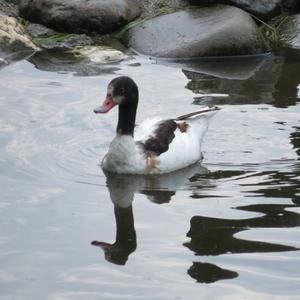 Common Shelduck