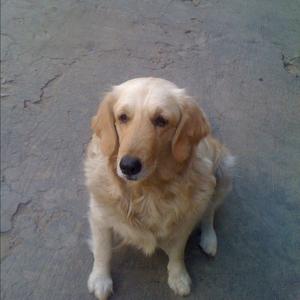 Retriever (Golden)