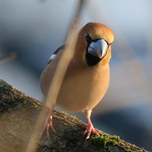 Hawfinch