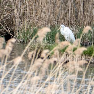 Great Egret