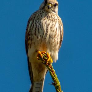 Common Kestrel