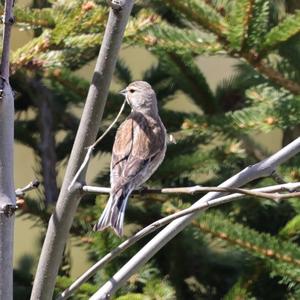 Eurasian Linnet