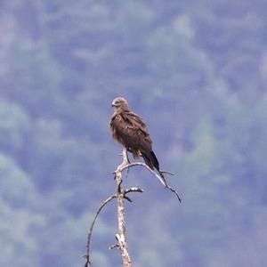 Black Kite