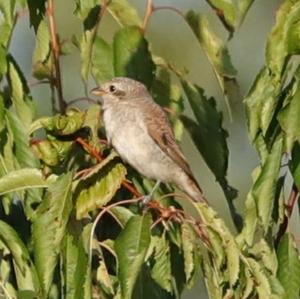 Red-backed Shrike