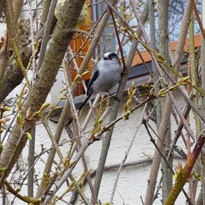 Long-tailed Tit