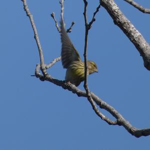 European Serin