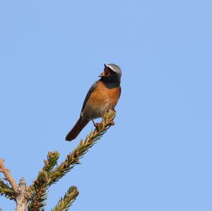 Common Redstart