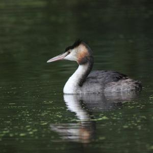 Great Crested Grebe