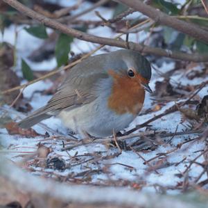 European Robin