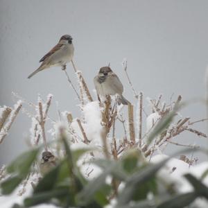 House Sparrow