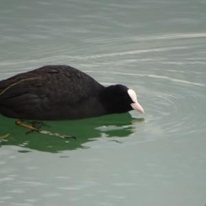 Common Coot