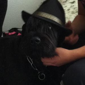 Giant Schnauzer