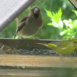 European Greenfinch