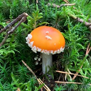 Fly Agaric