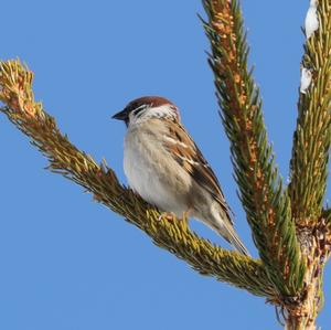 Eurasian Tree Sparrow