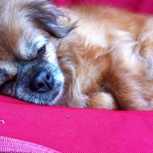 Unknown Breed