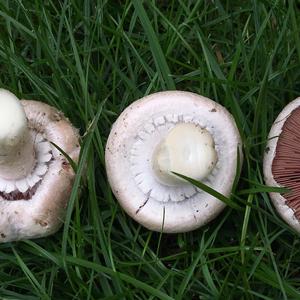 Meadow Agaric