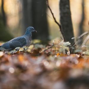 Stock Dove